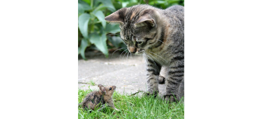 geur Oorzaak Uitbeelding Kat en muis samen thuis - Mamma's gezellige hoekje!